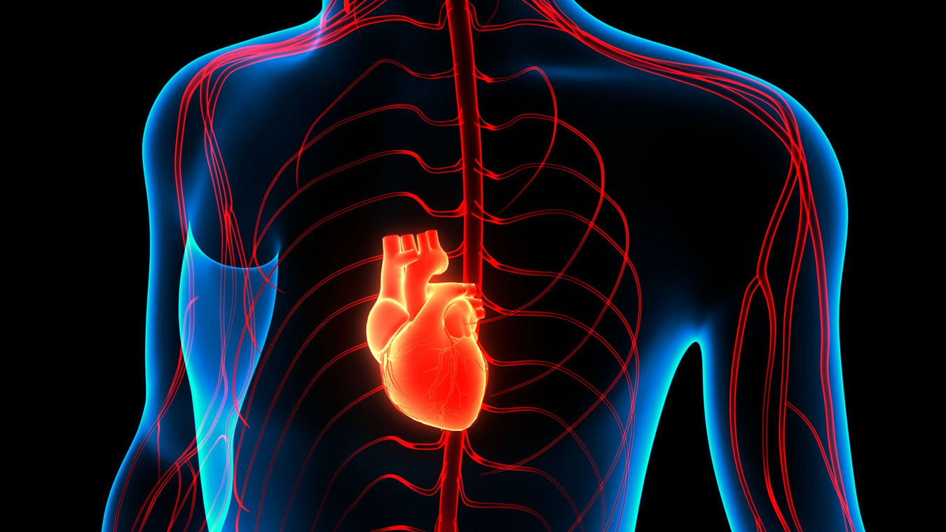 Heart and Circulation